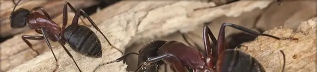 Close-up of ants on wood showing an active ant infestation in El Paso, TX