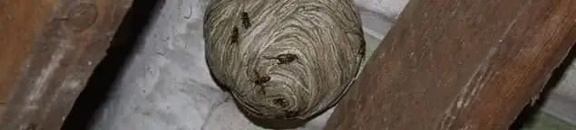 Wasp nest in an attic space, a common home infestation risk in El Paso, TX