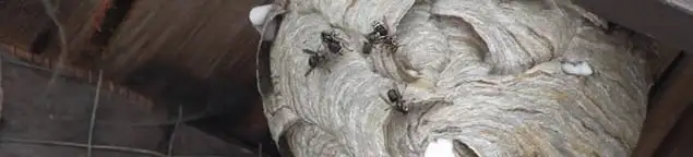 Close-up of a wasp nest with active wasps, a sign of an infestation in El Paso, TX